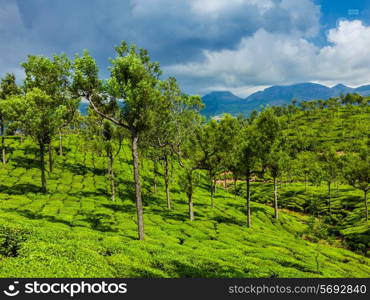 Kerala India travel background - green tea plantations with trees in Munnar, Kerala, India close up