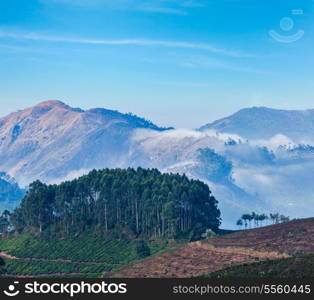 Kerala India travel background - sunrise and tea plantations in Munnar, Kerala, India