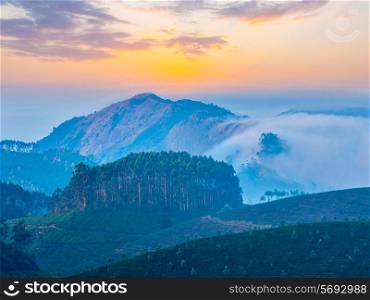 Kerala India travel background - sunrise and tea plantations in Munnar, Kerala, India