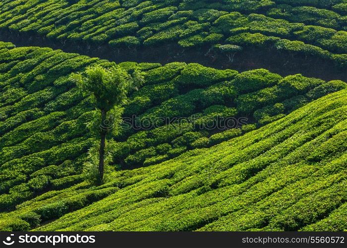 Kerala India travel background - tree in green tea plantations in Munnar, Kerala, India - tourist attraction