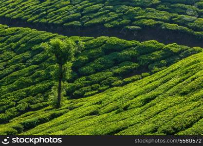 Kerala India travel background - tree in green tea plantations in Munnar, Kerala, India - tourist attraction