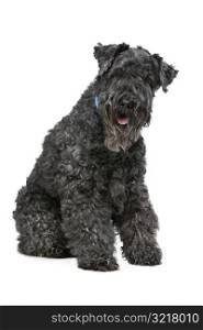 Kerry Blue Terrier. Eight year old Kerry Blue Terrier sitting in front of a white background