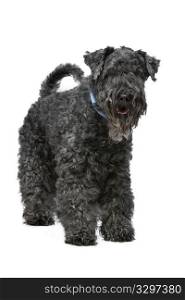 Kerry Blue Terrier. Eight year old Kerry Blue Terrier standing in front of a white background