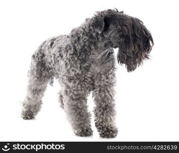 kerry blue terrier in front of white background