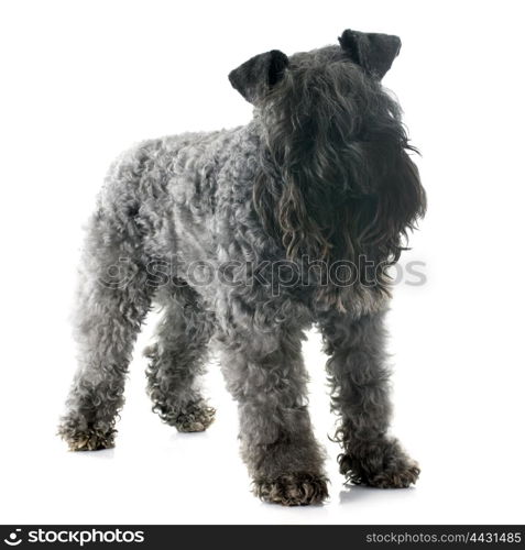 kerry blue terrier in front of white background