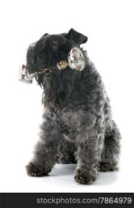 kerry blue terrier in front of white background
