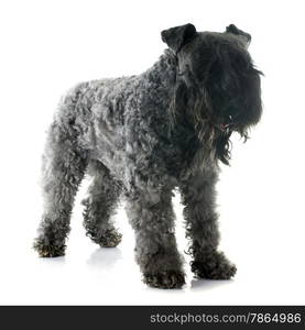 kerry blue terrier in front of white background