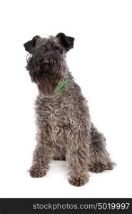 Kerry Blue Terrier. Kerry Blue Terrier in front of a white background