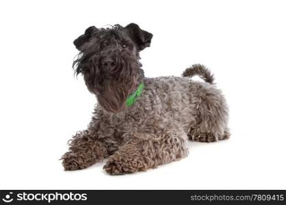 Kerry Blue Terrier. Kerry Blue Terrier in front of a white background
