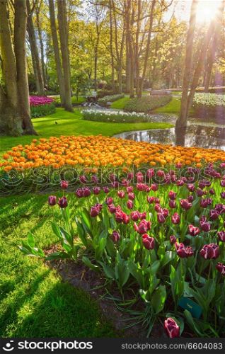 Keukenhof flower garden with blooming tulip flowerbed - one of the world&rsquo;s largest flower gardens on sunset. Lisse, the Netherlands.. Keukenhof flower garden. Lisse, the Netherlands.
