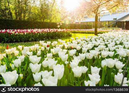 Keukenhof, Lisse, Netherlands - 21 April 2019: Luxury flowerbeds in Keukenhof, the world&rsquo;s largest flower and tulip garden park in South Holland. One of the most popular destinations in the Netherlands.. Flower beds of Keukenhof Gardens in Lisse, Netherlands