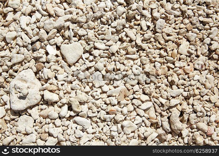 Key West beach shells sand detail in Florida USA fort Zachary Taylor