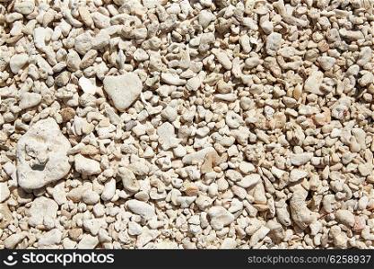 Key West beach shells sand detail in Florida USA fort Zachary Taylor