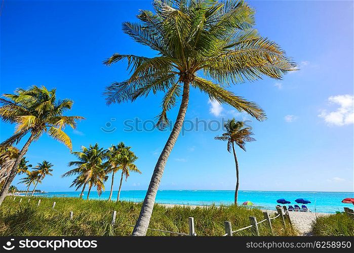 Key west florida Smathers beach palm trees in USA