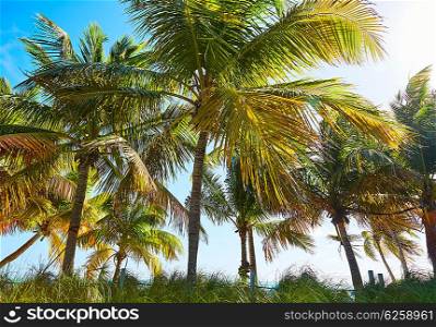 Key west florida Smathers beach palm trees in USA