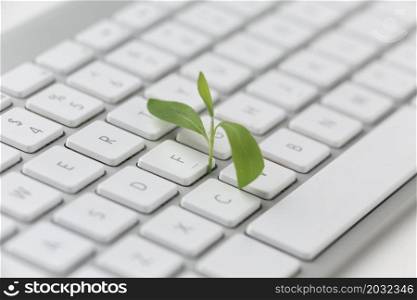 keyboard with small plant