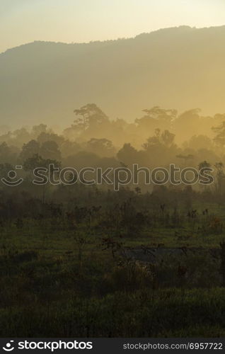 Khao Yai National Park, Tropical forest in Thailand