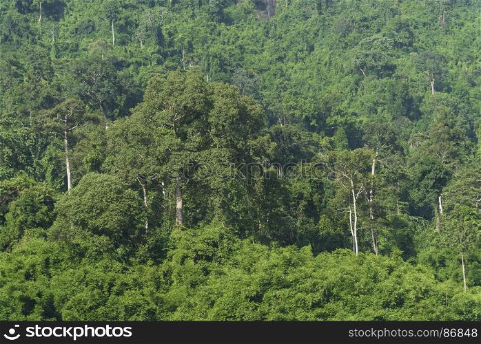 Khao Yai National Park, Tropical forest, Thailand