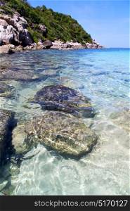 kho tao bay isle white beach rocks in thailand asia and south china sea