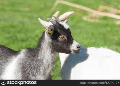 Kid goat with black spots on a rural meadow in the spring