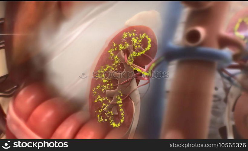 Kidney function dysfunction and failure 3D illustration. Kidney function dysfunction and failure