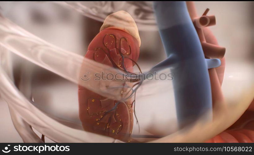 Kidney function dysfunction and failure 3D illustration. Kidney function dysfunction and failure