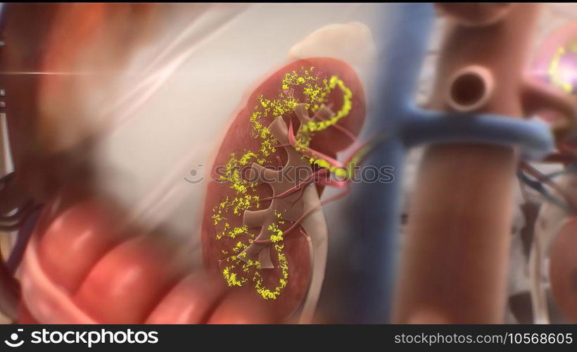 Kidney function dysfunction and failure 3D illustration. Kidney function dysfunction and failure