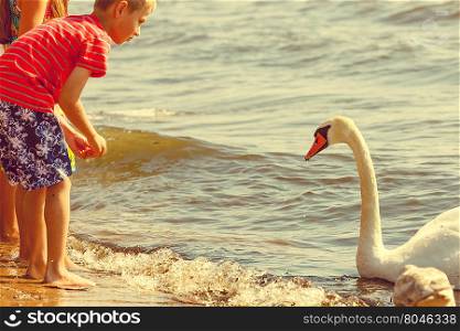 Kids playing with swan white bird.. People and animals. Lovely charming kids family playing having fun with big white swan sea bird. Children spending time on fresh air on beach.