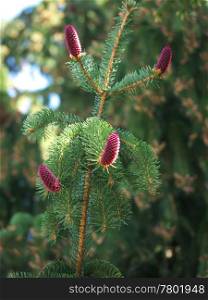 Kiefernzapfen-violett. Purple pine cones on a tree
