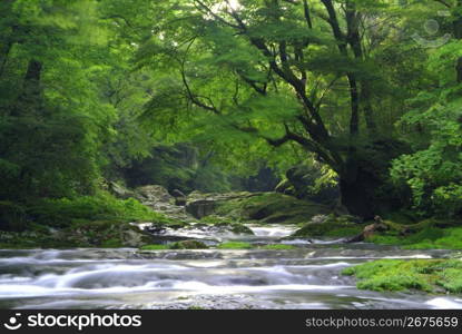 Kikuchi ravine