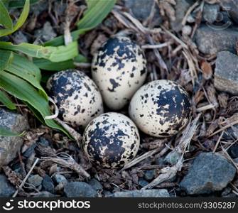 Killdeer birds lay their eggs in gravel on the ground and the birds hatch ready to fly