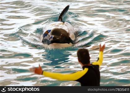 Killer whale and its trainer