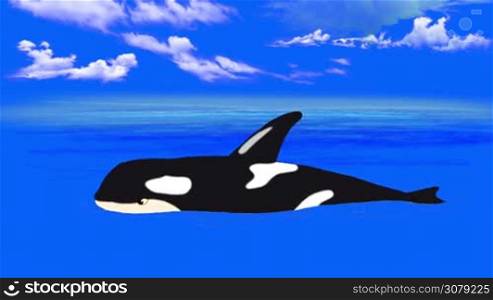 Killer Whale in the Blue Sea. Handmade animation, motion graphic.