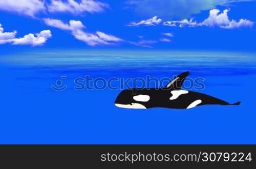 Killer Whale in the Blue Sea. Long Shot. Handmade animation, motion graphic.