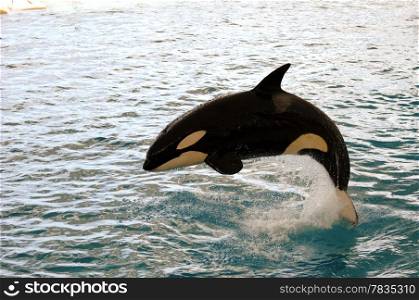 Killer whale is jumping in the water
