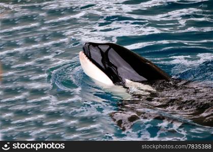 Killer whale is swimming in the water