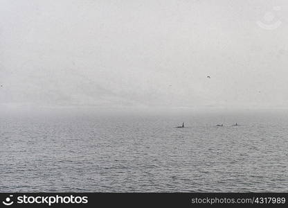 Killer whales, Tromso, Norway