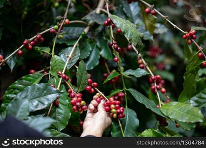 Kind of Typica coffee berries on branch with agriculturist hands by planting mixed substances with forests and source of organic coffee,industry agriculture in the North of thailand.