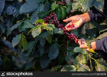 Kind of Typica coffee berries on branch with agriculturist hands by planting mixed substances with forests and source of organic coffee,industry agriculture in the North of thailand.