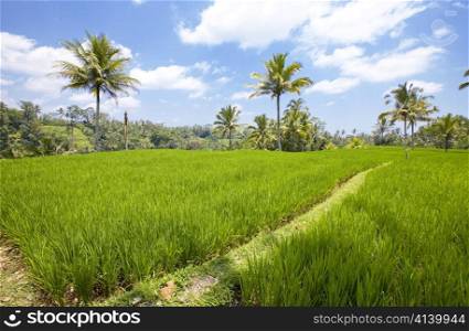 Kind on rice terraces, Bali, Indonesia