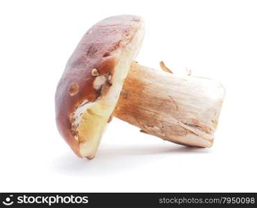 king boletus mushrooms on a white background