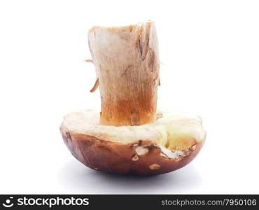 king boletus mushrooms on a white background