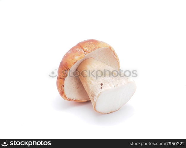 king boletus mushrooms on a white background