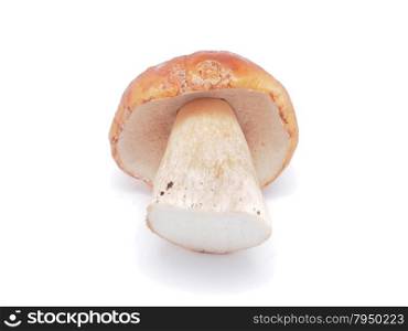 king boletus mushrooms on a white background