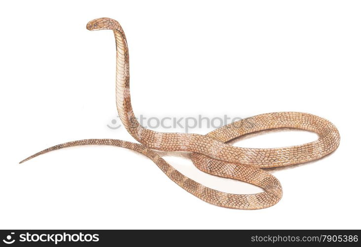 king cobra snake