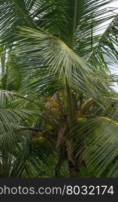 King Coconut Tree. Coconut tree closeup with fruits. Southern Province, Sri Lanka, Asia in December.
