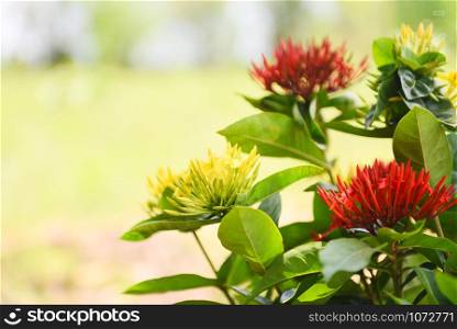 King Ixora yellow and red flower blooming in the garden beautiful nature green background / Chinensis Ixora coccinea