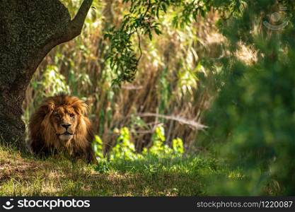 King Leon in national park resting in the shade of a tree