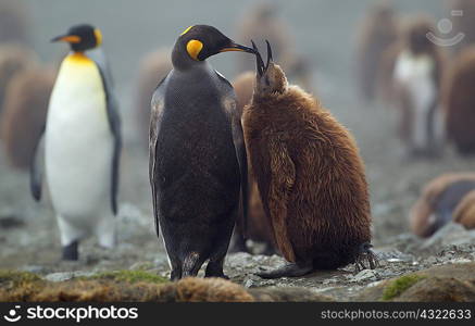 King Penguin with chick, Macquarie Island, Southern Ocean
