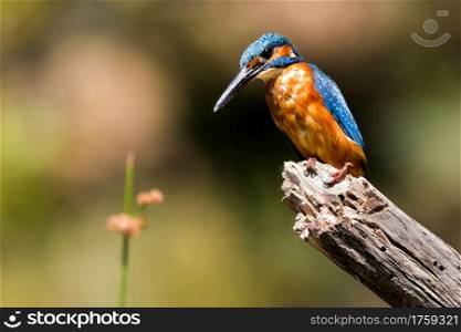 Kingfisher, Alcedo athis,Tajo River, Monfrague National Park, ZEPA, Biosphere Reserve, Caceres Province, Extremadura, Spain, Europe